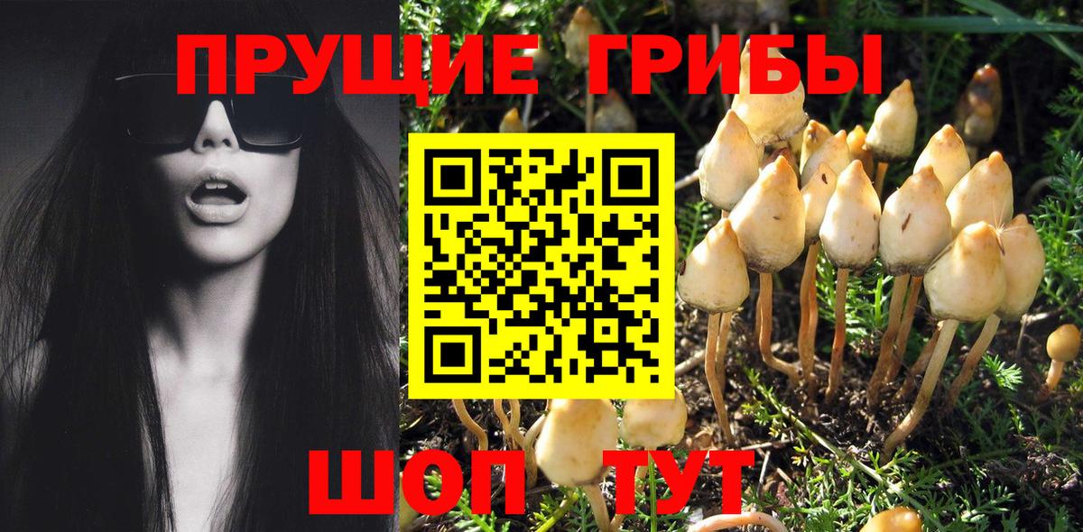 Галлюциногенные грибы Psilocybine cubensis Вязьма
